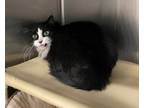 Adopt Buster Jr a All Black Domestic Longhair cat in Kingman, AZ (41535966)