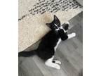Adopt Bram a Black & White or Tuxedo Domestic Shorthair / Mixed (short coat) cat