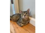 Adopt Gaia a Brown Tabby American Shorthair / Mixed cat in Philadelphia