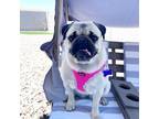 Adopt Lucy a Tan/Yellow/Fawn Pug / Mixed dog in Surprise, AZ (41337432)