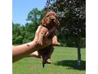 Irish Setter Puppy for sale in Jamestown, TN, USA