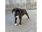 Boxer Puppy for sale in San Gabriel, CA, USA