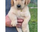 Golden Retriever Puppy for sale in Knox City, MO, USA