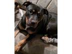 Adopt Mia a Black - with Tan, Yellow or Fawn Rottweiler / Mastiff / Mixed dog in