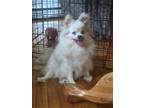 Adopt Lucky a White - with Brown or Chocolate Papillon / Mixed dog in