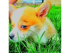 Pembroke Welsh Corgi Puppy for sale in Grove City, OH, USA