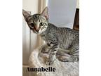 Annabelle, Domestic Shorthair For Adoption In Orlando, Florida