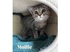 Mollie, Domestic Shorthair For Adoption In Orlando, Florida