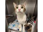 Adopt Cluck a Domestic Shorthair / Mixed cat in Redding, CA (41535699)