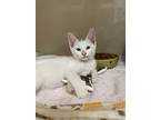 Stilwell, Domestic Shorthair For Adoption In Oakland, New Jersey