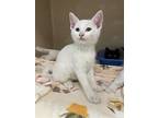 Jimmy, Domestic Shorthair For Adoption In Oakland, New Jersey