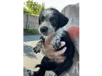 Adopt Brave a Black - with White Aussiedoodle / Mixed dog in Grayslake