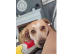 Adopt Peaches a Tan/Yellow/Fawn - with White Mixed Breed (Medium) / Mixed dog in