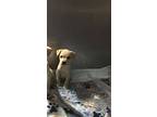 Shortbread, Labrador Retriever For Adoption In Ola, Arkansas
