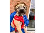 Adopt Mike Wallace a Tan/Yellow/Fawn - with Black Pug / Terrier (Unknown Type