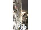 Snickerdoodle, Labrador Retriever For Adoption In Ola, Arkansas