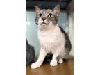 Adopt C24-90 Sheffield a Domestic Shorthair / Mixed (short coat) cat in
