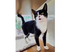 Adopt C24-81 Twyla a Domestic Shorthair / Mixed (short coat) cat in Columbia