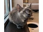 Adopt C20-113 Ash a Domestic Shorthair / Mixed (short coat) cat in Columbia