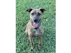 Adopt Nova a Brindle Black Mouth Cur / Mixed dog in Alvin, TX (41535748)
