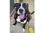 Adopt Lucrezia a Black - with White Pit Bull Terrier / Mixed dog in Chicago