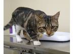 Adopt Zoro a Domestic Shorthair / Mixed (short coat) cat in Ladysmith