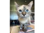 Adopt Jewel a Siamese / Mixed (short coat) cat in Ladysmith, WI (41535739)