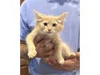 Adopt Marmalade dlh a Cream or Ivory Maine Coon / Mixed (long coat) cat in Napa