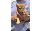 Adopt Pudding a Orange or Red American Shorthair / Mixed (short coat) cat in