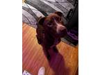 Adopt Duke a Brown/Chocolate - with White Hound (Unknown Type) / Mixed dog in