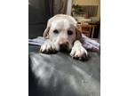 Adopt Stewie a Tan/Yellow/Fawn Labrador Retriever / Mixed dog in Seattle