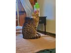 Adopt Mazel a Brown Tabby American Shorthair / Mixed (short coat) cat in