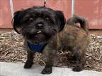 Adopt Apollo a Black Shih Tzu / Mixed dog in Los Angeles, CA (41372313)