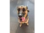 Adopt Buddy a Brown/Chocolate - with Black German Shepherd Dog / Mixed dog in
