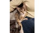 Adopt Harley Quinn a Domestic Shorthair / Mixed (short coat) cat in Little Rock