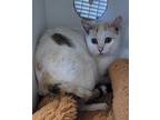 Jenny, Domestic Shorthair For Adoption In Paris, Kentucky