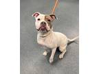 Grab N Go, American Pit Bull Terrier For Adoption In Richmond, Virginia