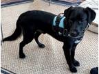 Adopt Clyde a Black - with White Labrador Retriever / Golden Retriever / Mixed