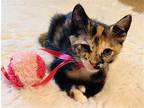 Adopt Pat a American Shorthair / Mixed cat in Pensacola, FL (41523012)