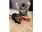 Adopt Peach a American Shorthair / Mixed cat in Pensacola, FL (41522702)