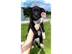 Adopt Nigel a Shepherd (Unknown Type) / Mixed Breed (Medium) / Mixed dog in