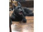 Adopt Jasmine a Black Poodle (Standard) / Shepherd (Unknown Type) / Mixed dog in