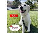 Cola, Golden Retriever For Adoption In West Hollywood, California