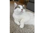 Adopt Babs a White (Mostly) Domestic Mediumhair / Mixed (medium coat) cat in