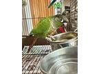 Zz Top, Conure For Adoption In Andover, Connecticut