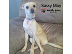 Sassy May, Jack Russell Terrier For Adoption In Council Bluffs, Iowa