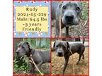 Adopt 2024-05-229 a American Pit Bull Terrier / Mixed dog in Winder