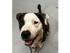 Adopt JOKER a American Staffordshire Terrier / Mixed dog in Midwest City