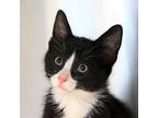 Tom, Domestic Shorthair For Adoption In Golden, Colorado