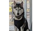 Adopt Trixie a Black Husky / Mixed (short coat) dog in Westampton, NJ (41288913)